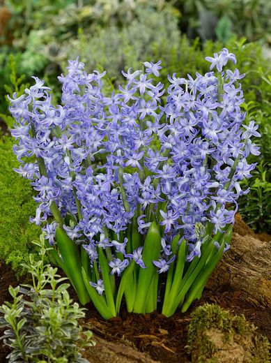 Hyazinthen Multiflora blau