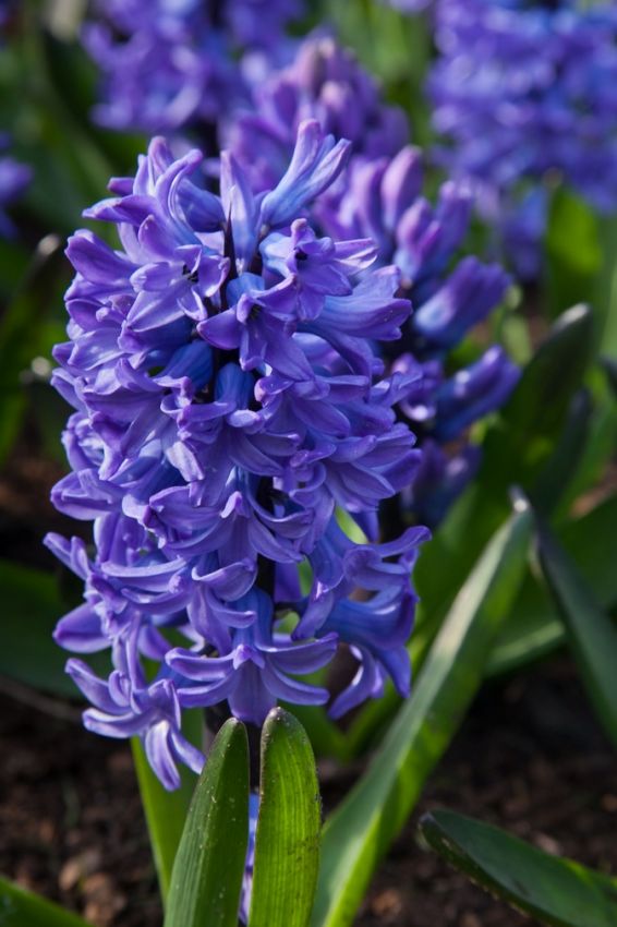 Hyacinthus 'Blue Star' - Hyazinthe
