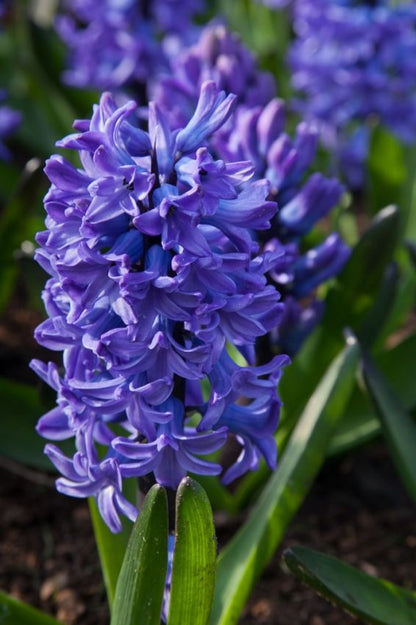 Hyacinthus 'Blue Star' - Hyazinthe