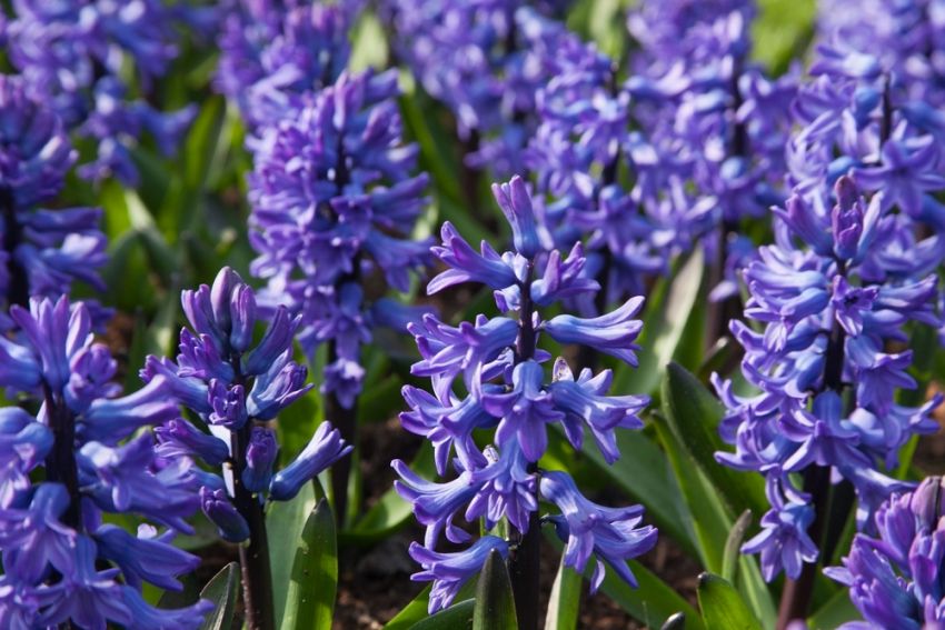 Hyacinthus 'Blue Star' - Hyazinthe