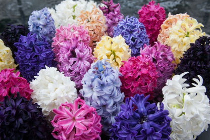 Hyacinthus 'Hyazinthen Mischung' - Hyazinthe