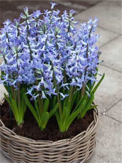 Hyazinthe 'Multiflora Blau' - 25 Stück