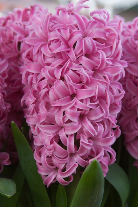 Hyazinthe 'Pink Pearl' - 20 Stück