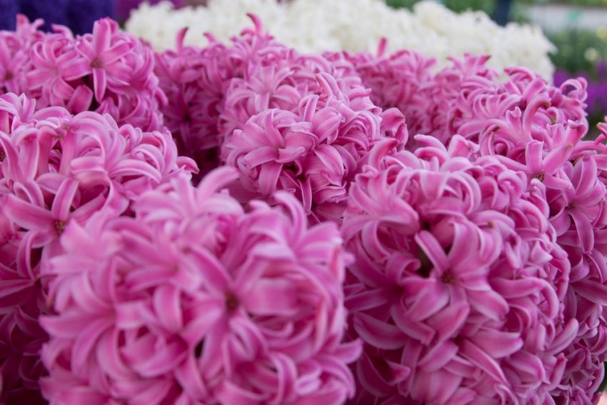 Hyazinthe 'Pink Pearl' - 20 Stück