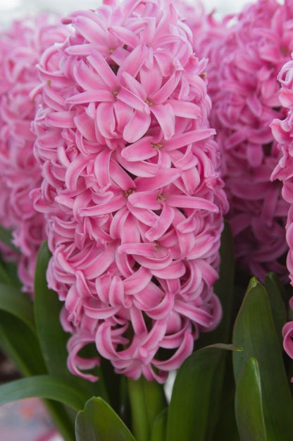 Hyazinthe 'Pink Pearl' - 20 Stück