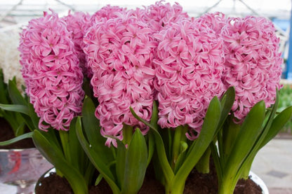 Hyazinthe 'Pink Pearl' - 20 Stück
