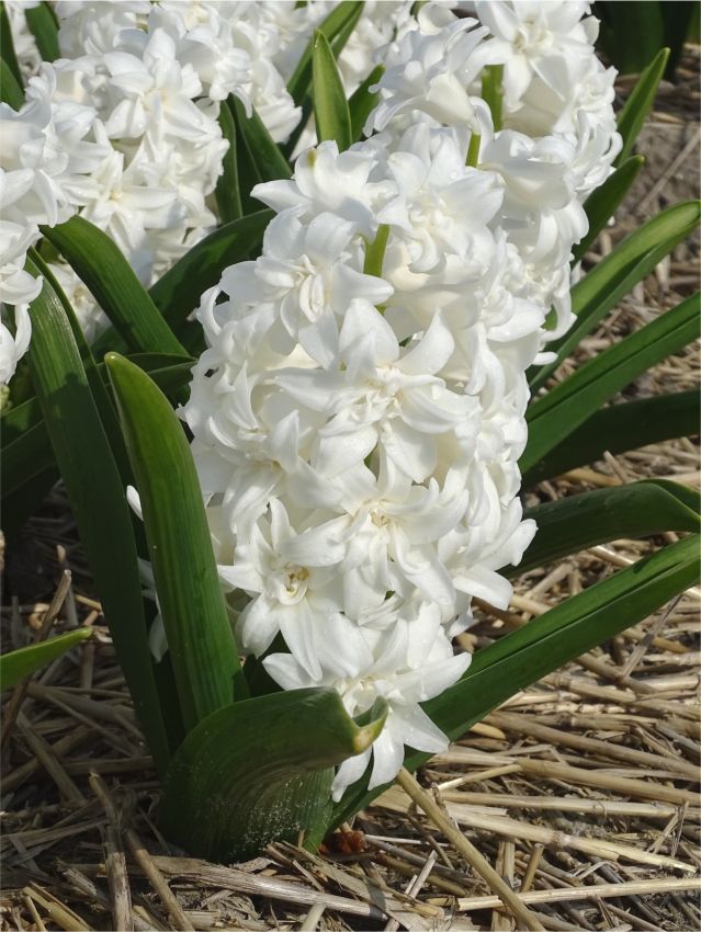 Hyazinthen Snow crystal
