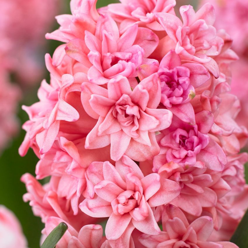 Hyacinthus 'Spring Beauty' - Hyazinthe