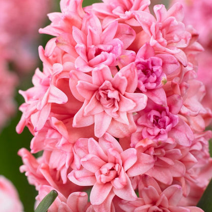 Hyacinthus 'Spring Beauty' - Hyazinthe