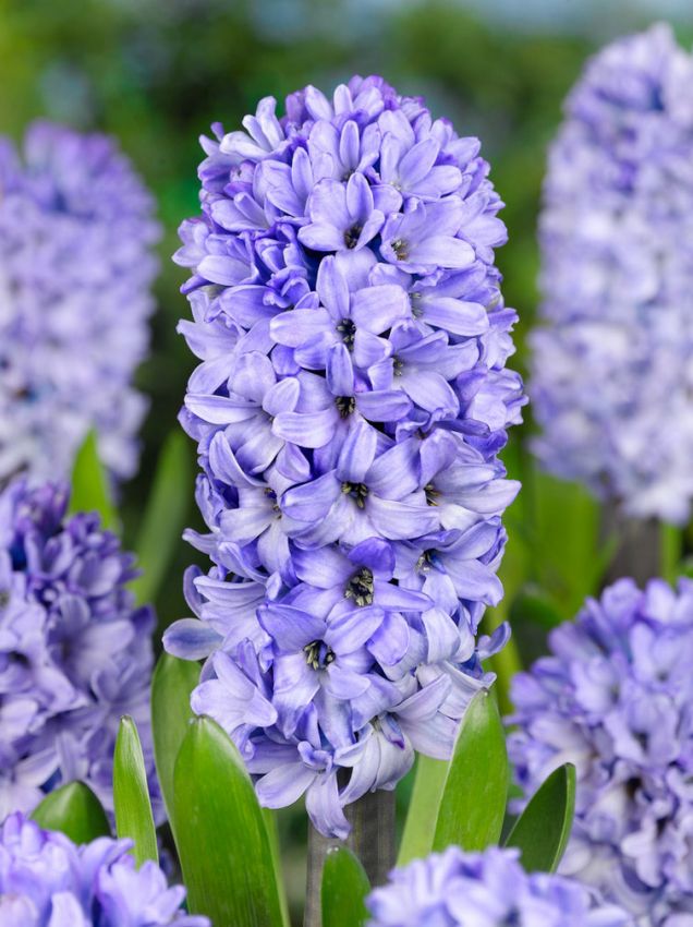 Hyazinthen Blue star
