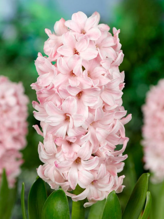 Hyazinthen China pink