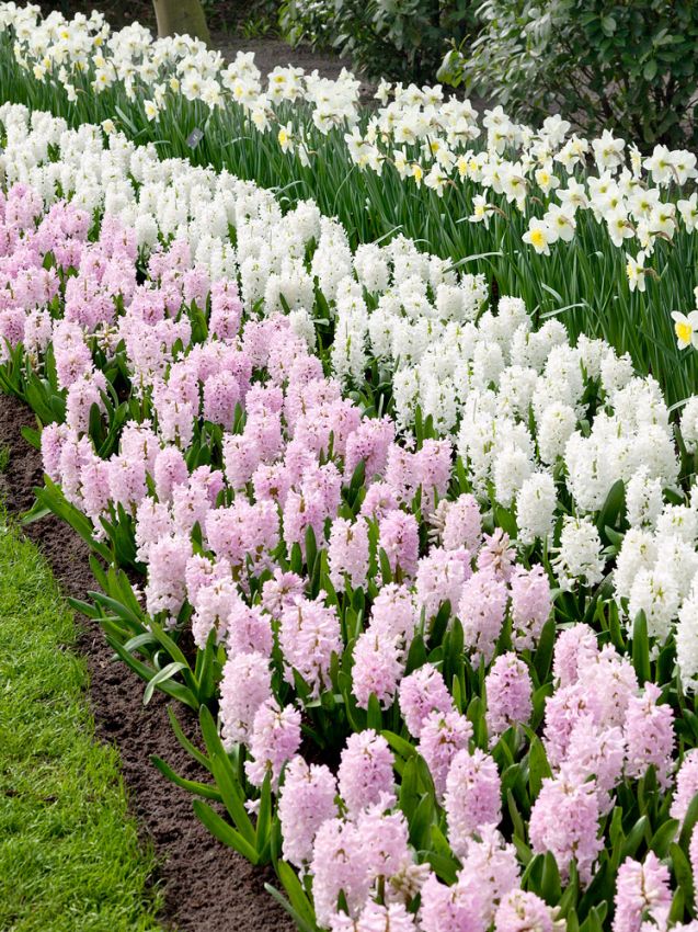 Hyazinthe 'China Pink' - 25 Stück