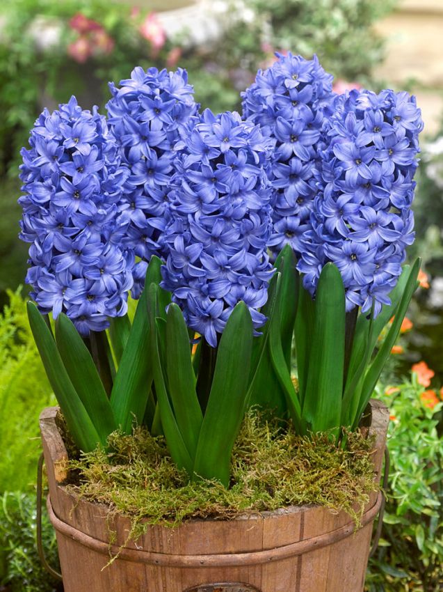 Hyazinthe 'Delft Blue' - 20 Stück
