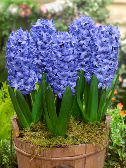 Hyazinthe 'Delft Blue' - 20 Stück