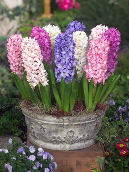 Hyacinthus 'Hyazinthen Mischung' - Hyazinthe