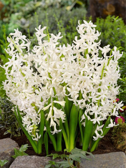 Hyazinthen Multiflora weiss