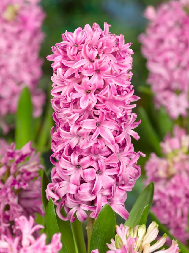 Hyazinthen Pink pearl