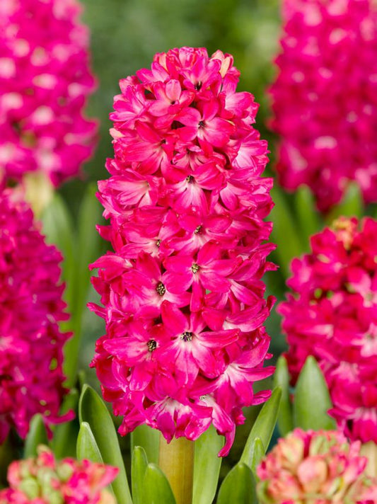 Hyazinthen Scarlet pearl