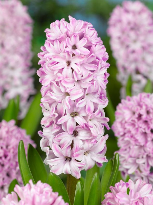 Hyazinthen Splendid cornelia