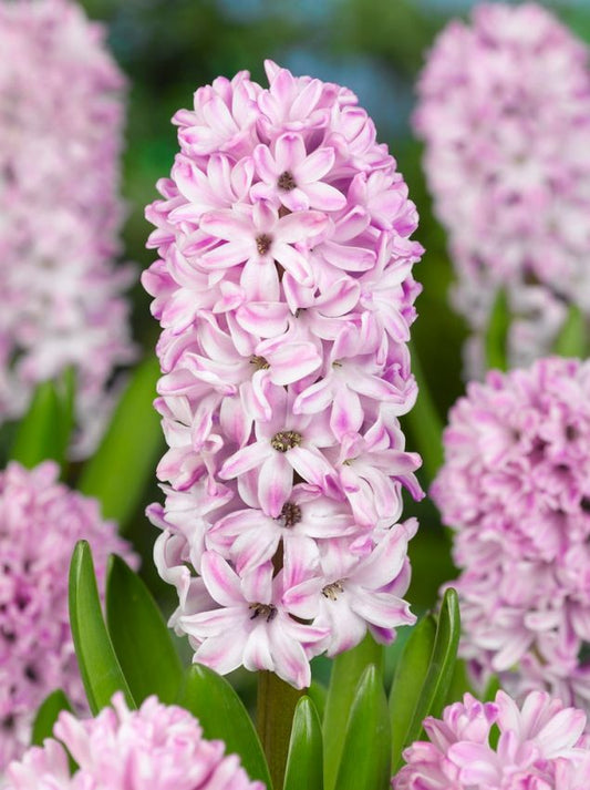Hyazinthen Splendid cornelia