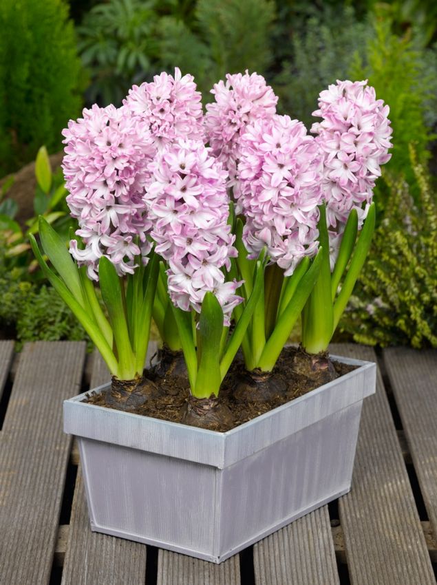 Hyazinthe 'Splendid Cornelia' - 25 Stück