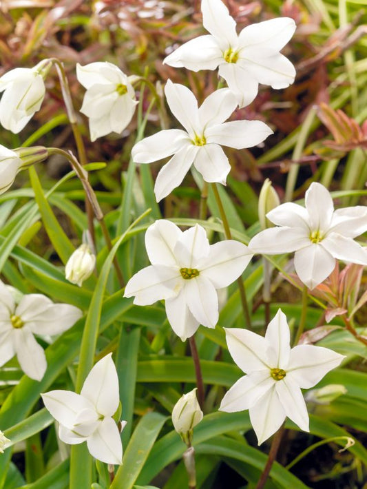 Sternblume Ipheion alberto castilo