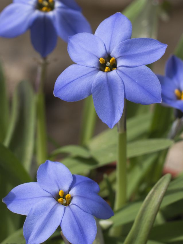 Sternblume Ipheion jessie