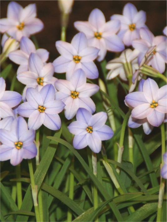 Sternblume Ipheion rolf fiedler