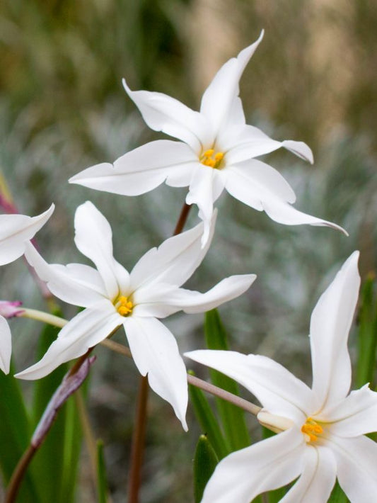 Sternblume Ipheon white star