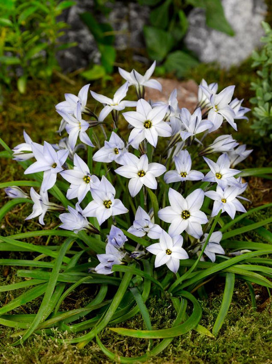 Sternblume Ipheion uniflorum wisley blue