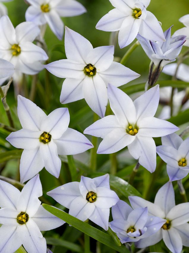 Sternblume 'Uniflorum Wisley Blue' - 25 Stück