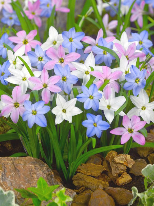 Sternblume Ipheion mixed