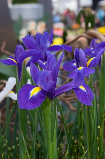 Iris 'Blue Magic Hollandica' - Schwertlilie
