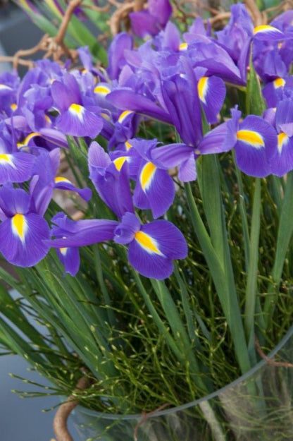 Iris 'Blue Magic Hollandica' - Schwertlilie