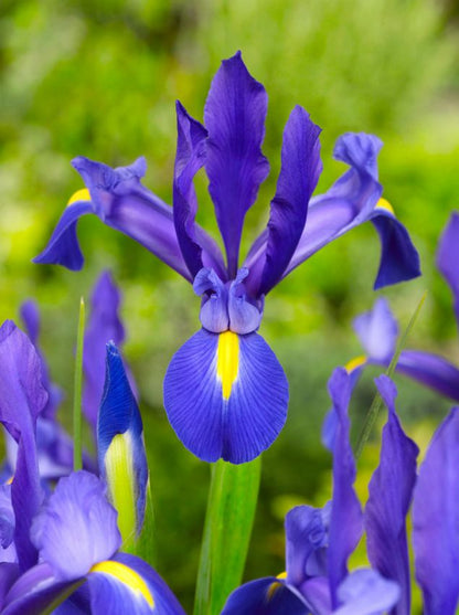 Iris Iris blue magic hollandica