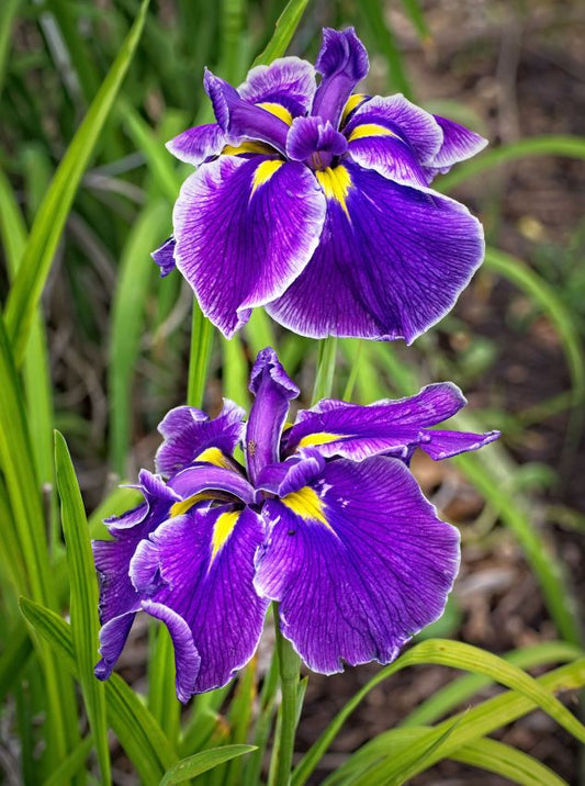 Iris Iris crystal halo ensata
