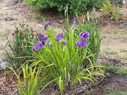 Iris 'Crystal Halo Ensata' - 4 Stück