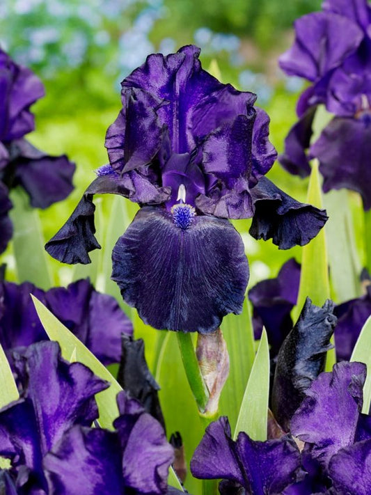 Iris Iris black dragon germanica