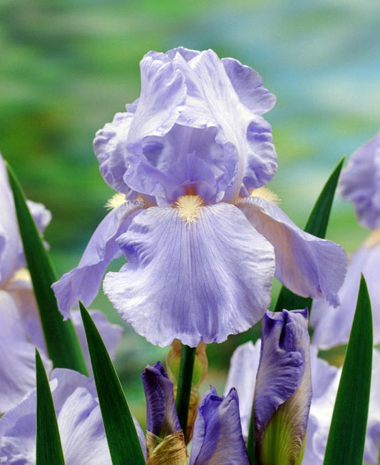 Iris Iris blue sapphire germanica