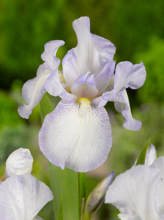 Iris Iris english cottage germanica