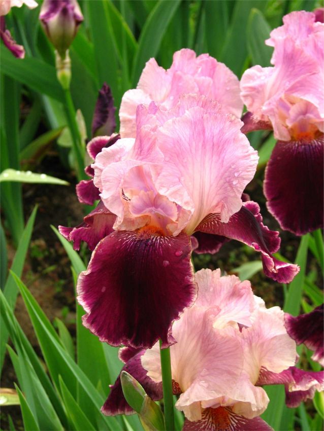 Iris Iris wine and roses germanica