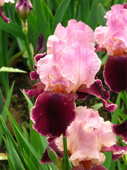 Iris Iris wine and roses germanica