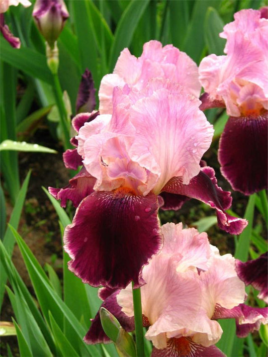 Iris Iris wine and roses germanica