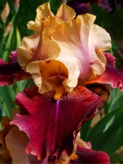 Iris 'Wine And Roses Germanica' - Schwertlilie
