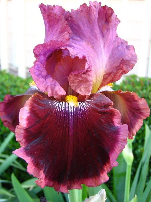Iris 'Wine And Roses Germanica' - Schwertlilie
