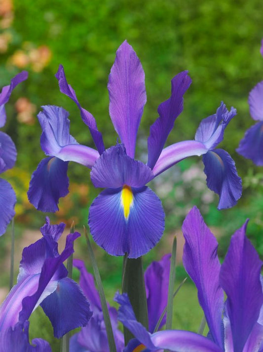 Iris Iris discovery hollandica