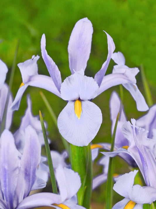 Iris Iris king mauve hollandica