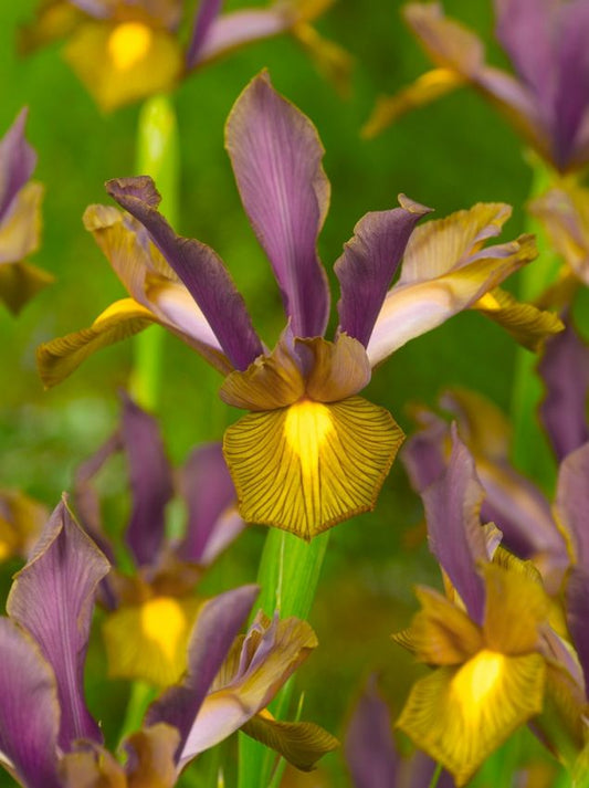 Iris Iris lion king hollandica