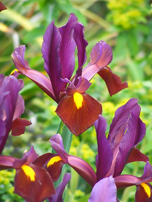 Iris Iris red ember hollandica