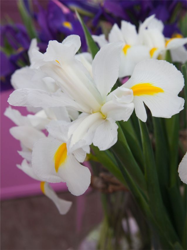 Iris Iris white magic hollandica